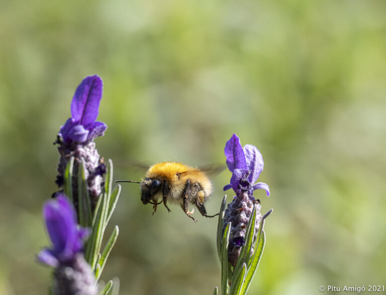 Abellot (Bombus muscorum) volant entre flors de tomaní salvatge (Lavanda stoechas). Natura Singular