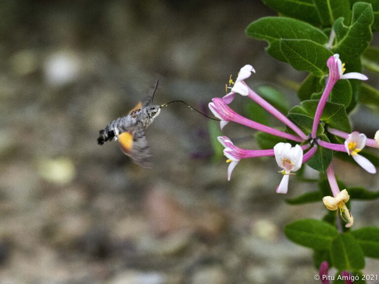 Bufaforats (Macroglossum stellatarum) alimentatntse en flros de lligabosc (Lonicera implexa). Natura Singular.