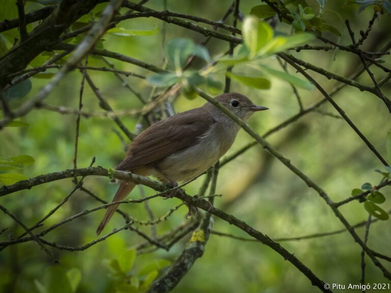 Rossinyol (Luscinia megarhynchos). Natura Singular