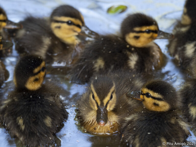 Aneguets (Anas platyrynchos). Natura Singular