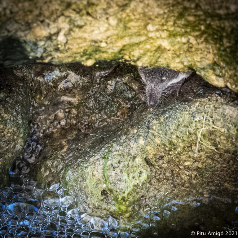 Mussaranya d'aigua ibèrica (Neomys anomalus). Riu Reguer, l'Espluga de Francolí, Agost 2020