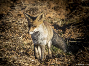 Guineu (Vulpes vulpes). L'Espluga de Francolí. Natura Singular