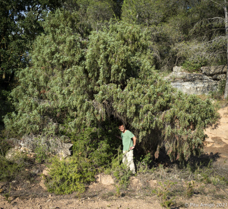 El càdec del camí del mas d’en Xup (Juniperus oxycedrus). L'Espluga de Francolí. Arbres Singulars