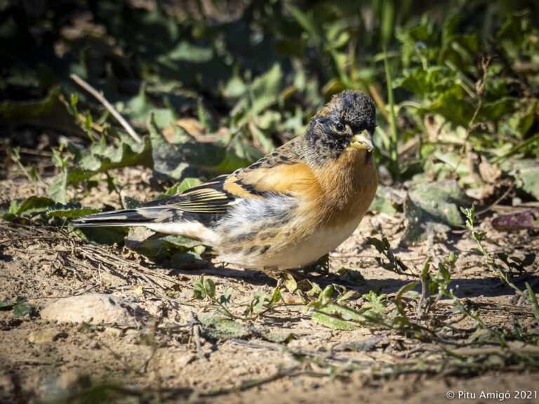 Pinsà mec (Fringilla montifringilla), l'Espluga de Francolí. Natura Singular