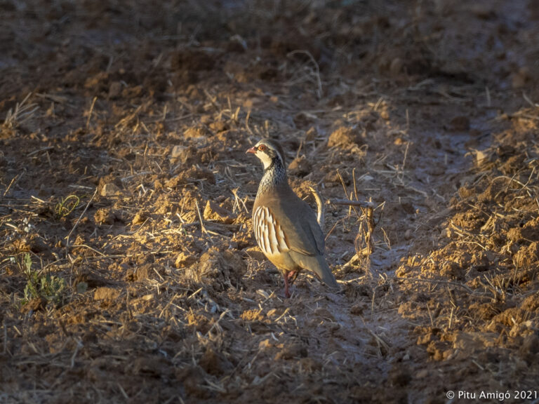 Perdiu roja (Alectoris rufa). L'Espluga de Francolí. Natura Singular