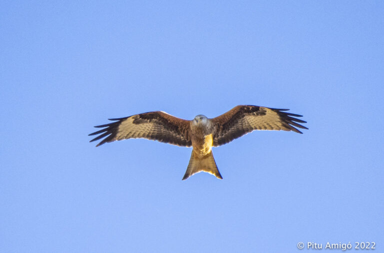 Mila reial (Milvus milvus). Natura singular