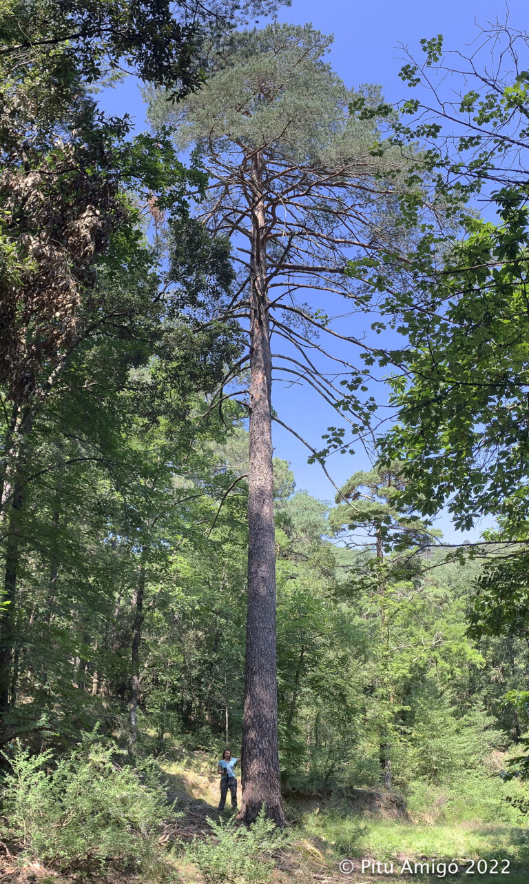 Pi gros 2 del Tossal Rodó (Castellfollit). Pinus sylvestris. Natura singular