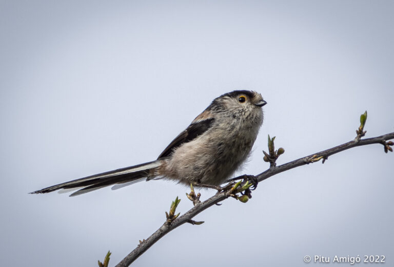 Mallerenga cuallarga (Aeghithalos caudatus). Natura singular