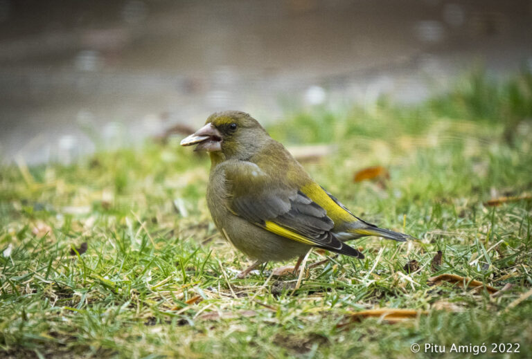 Verdum (Chloris chloris). Natura Singular.