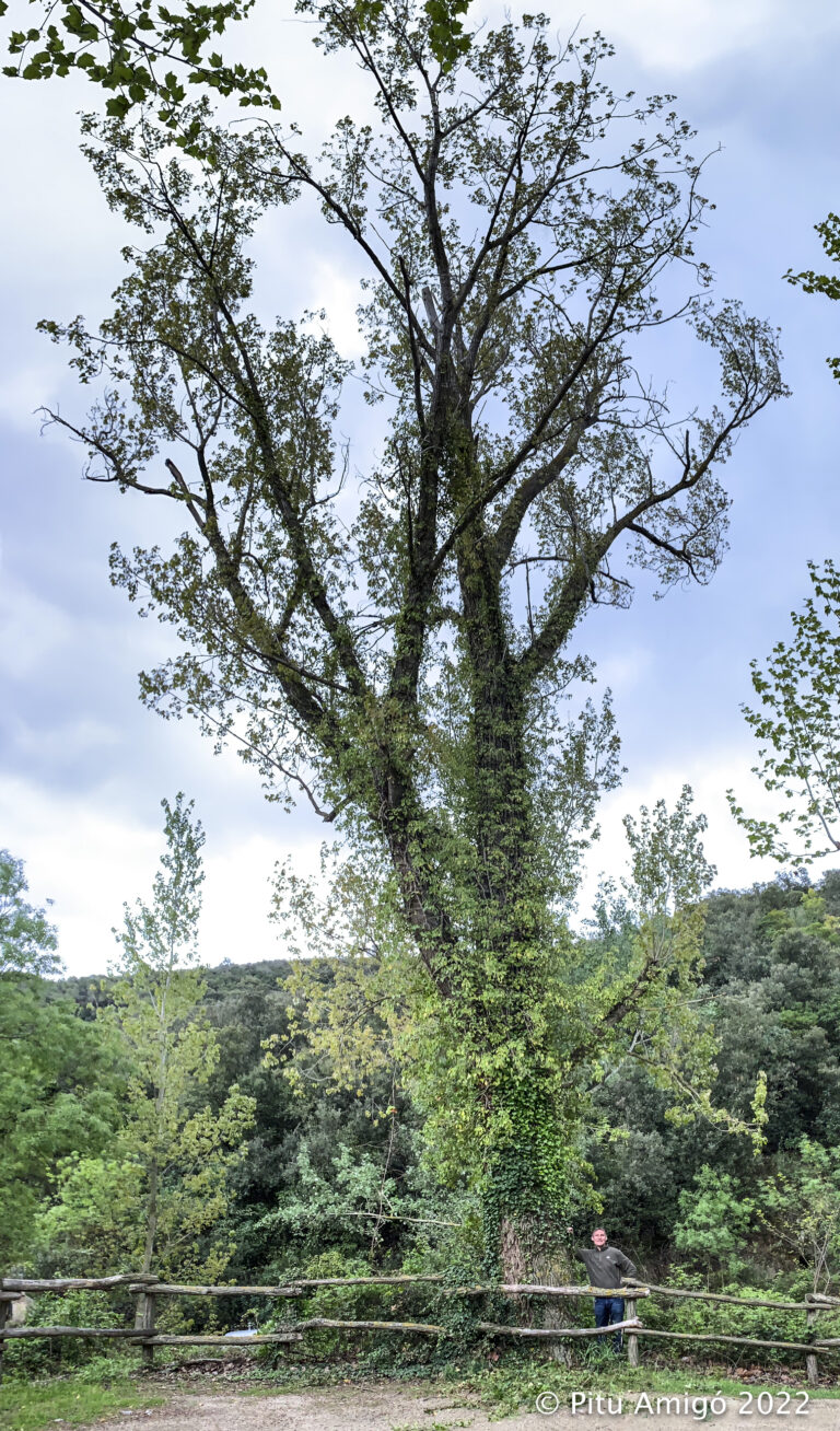 El xop de l'Ermita. (Populus x canadensis) L'Espluga de Francolí. Natura singular.