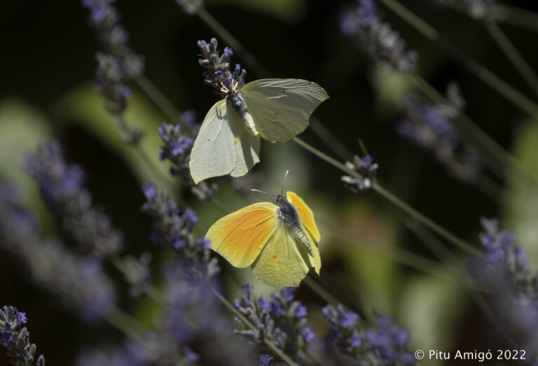 Cleòpatra (Gonepteryx cleopatra). Natura singular