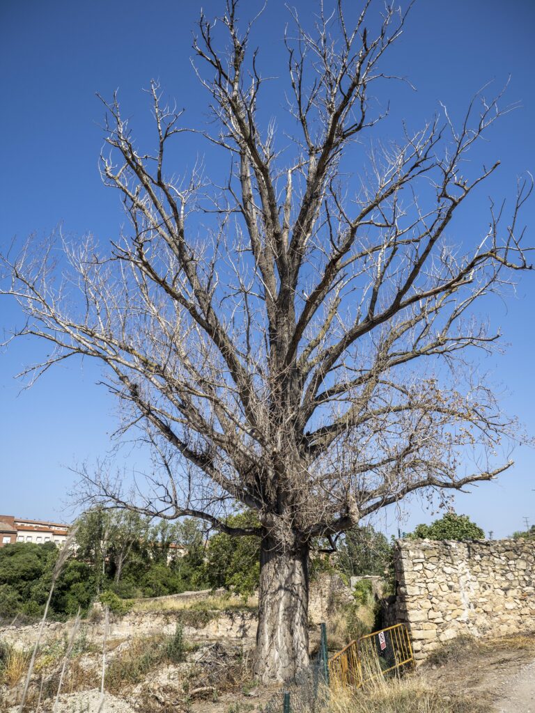 Xop del Molí del Bou l'any 2022 (Populus x canadensis). L'Espluga de Francolí. Arbres Singulars
