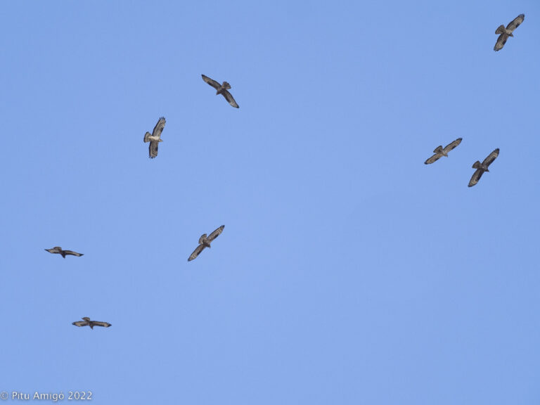Aligots vespers (Pernis apivorus), volada en migració l'Espluga de Francolí. Natura Singular