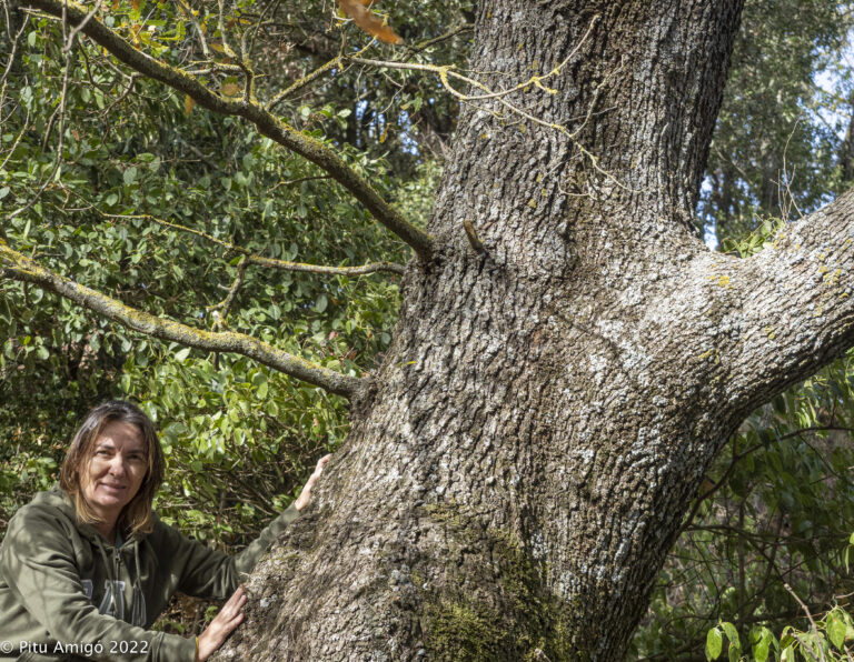 Reboll de la caseta del guarda (Quercus pubescens). PNIN Poblet. Arbres Singulars amb Eva Rodellas