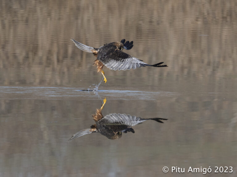 Arpella (Circus aeruginosus). Natura Singular.