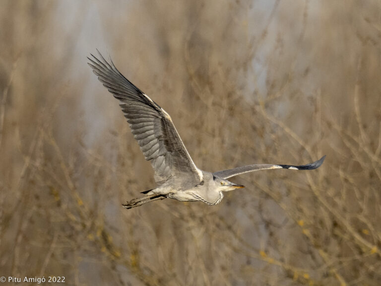 Bernat pescaire (Ardea cinerea). Natura Singular.