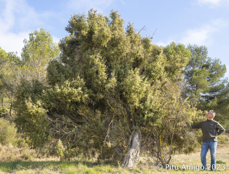 El càdec del coll de Senan (Juniperus oxycedrus). Senan. Arbres Singulars