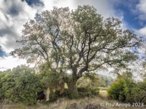 Alzina de la Pastora (Quercus ilex). Senan. Conca de Barberà. Arbres Singulars