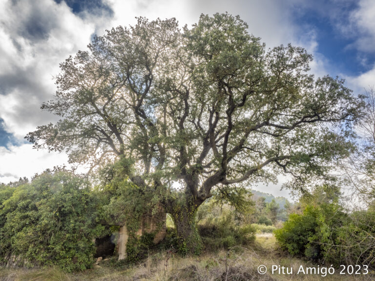 Alzina de la Pastora (Quercus ilex). Senan. Conca de Barberà. Arbres Singulars