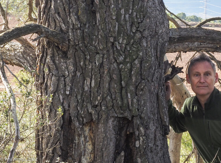 Pi gran dels Poals, Pinus halepensis. l'Espluga de Francolí (Conca de Barberà). Natura Singular