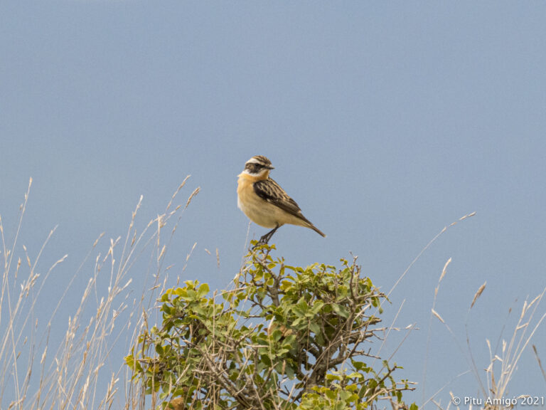 Bitxac rogenc (Saxicola rubetra). Natura singular.