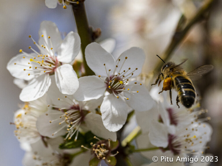 Abella (Apis mellifera) i flors de prunera (Prunus domestica). Natura Singular