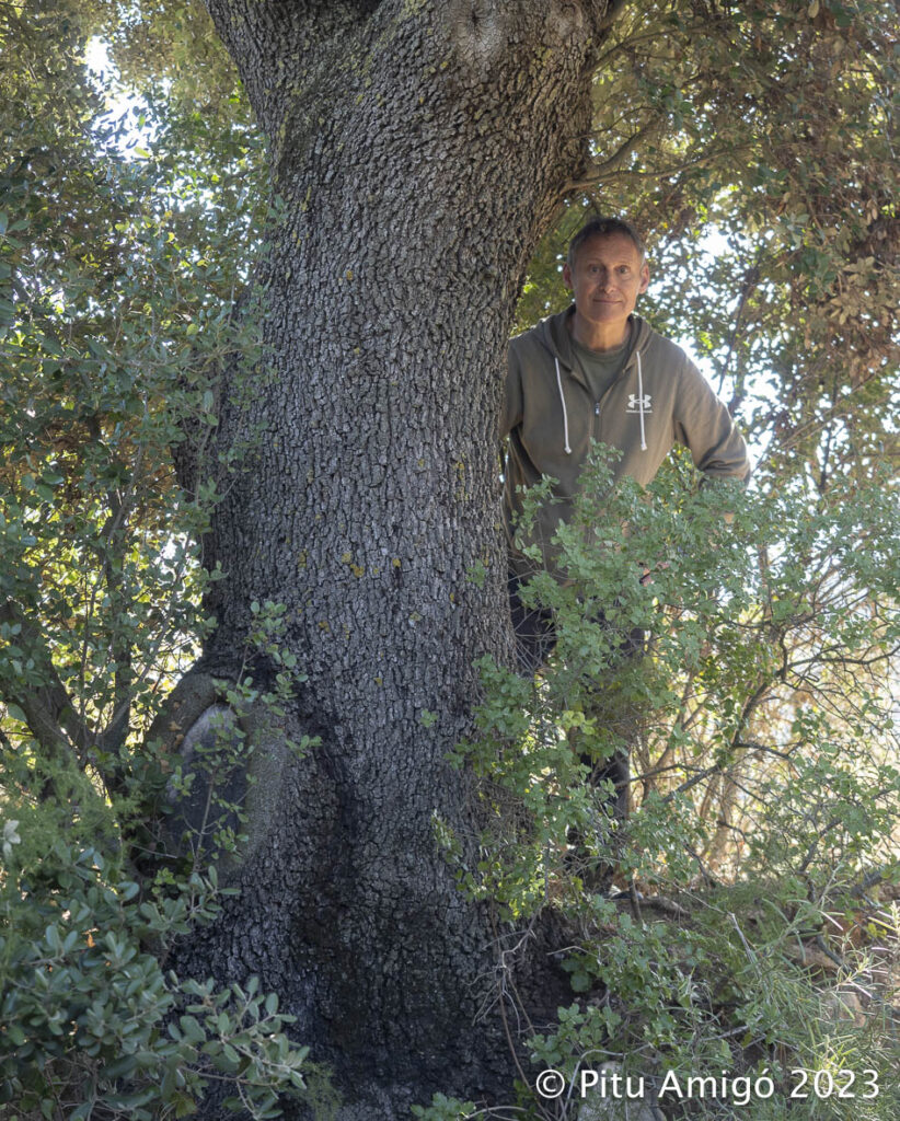 L'Alzina dels corrals de Nerola (Quercus ilex) , PNIN Poblet, Vimbodí. Arbres Singulars.