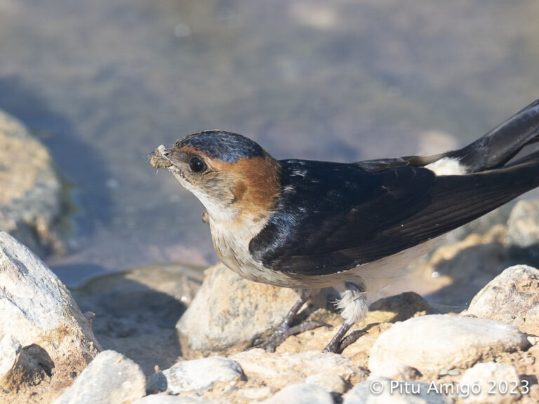 Oreneta cua-rogenca (Hirundo daurica) agafant fang per a fer el niu. Natura Singular.
