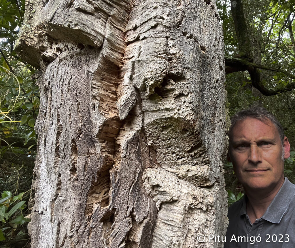 Sureres (Quercus suber) de la Pena. PNIN Poblet. Arbres Singulars