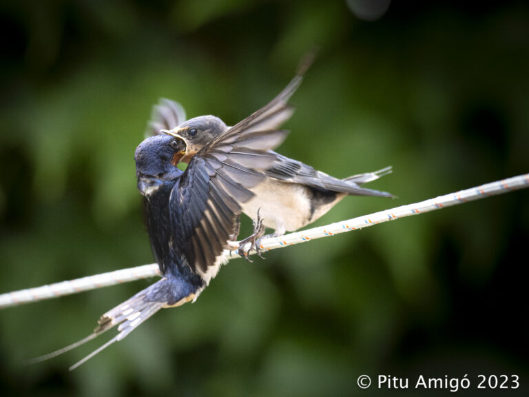 Oreneta vulgar (Hirundo rustica) alimentant un pollet. Natura Singular.