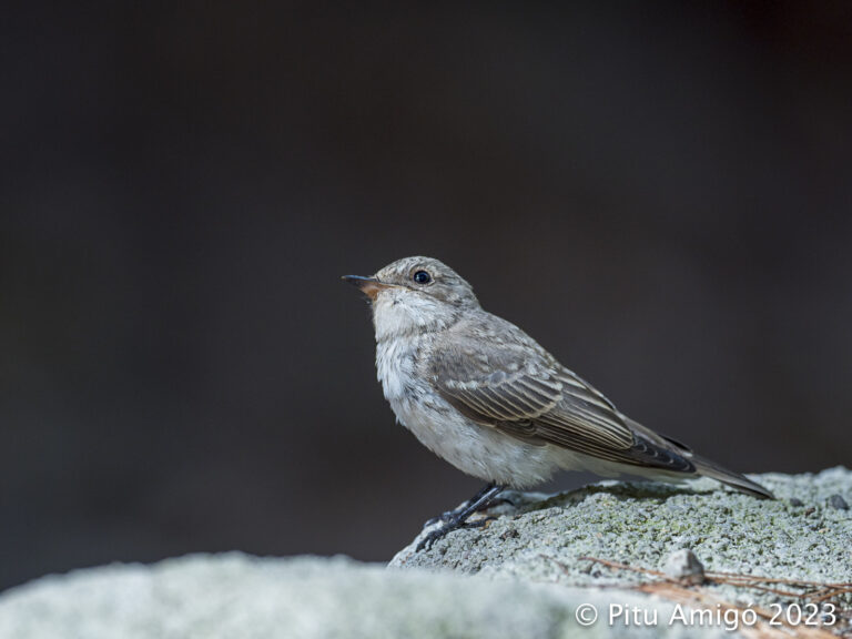 Papamosques gris (Muscicapa striata). Natura Singular