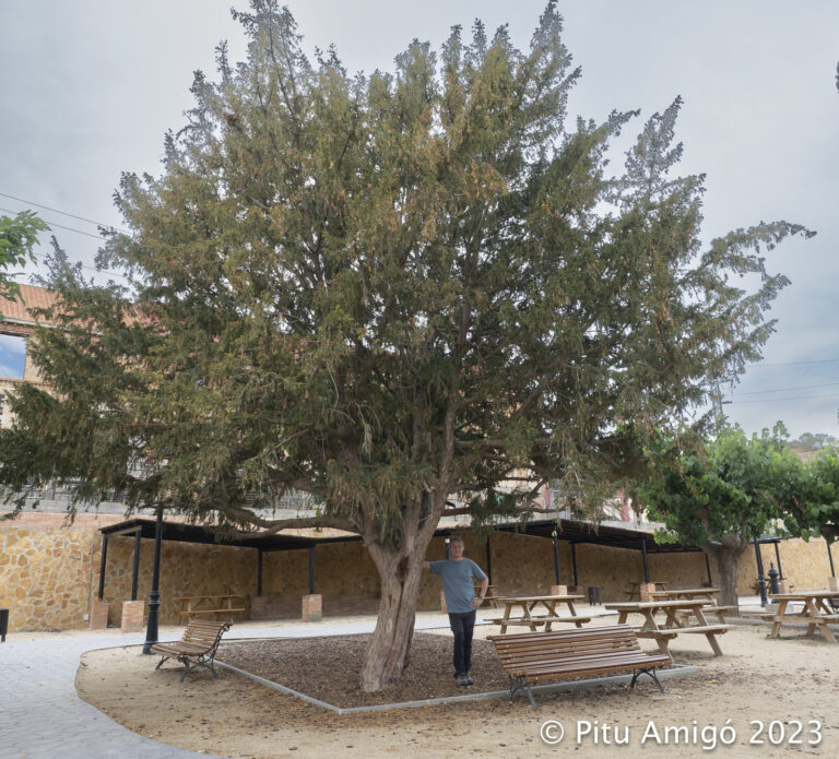 Teix del parc fluvial (Taxus baccata). L'Espluga de Francolí. Arbres Singulars