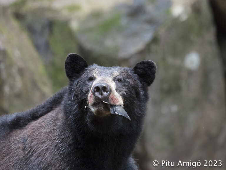 Os negre (Ursus americanus). Bosc del gran os, Comúmbia Britànica, Canada. Natura Singular arreu del món.