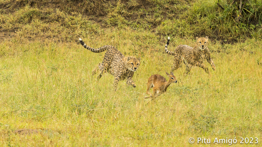 Els germans guepard (Acinonyx jubatus) caçant un oribi (Ourebia ourebi). Serengeti NP, Tanzania. Natura Singular Arreu del Món.