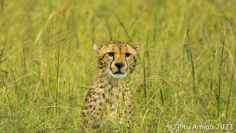 Guepard (Acinonyx jubatus) Serengeti NP, Tanzania. Natura Singular Arreu del Món.