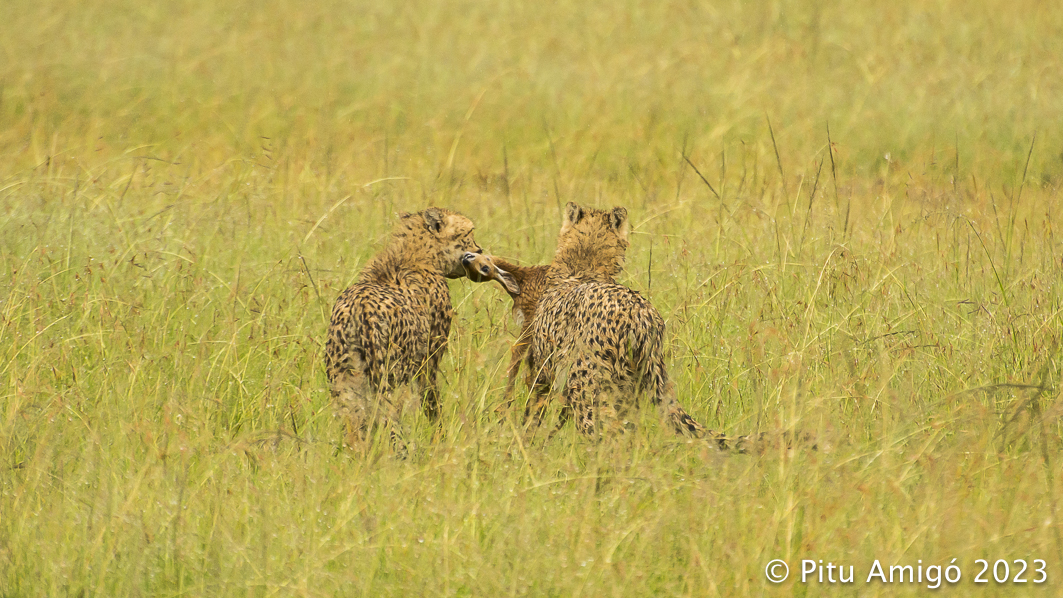 Els germans guepard (Acinonyx jubatus) caçant un oribi (Ourebia ourebi). Serengeti NP, Tanzania. Natura Singular Arreu del Món.