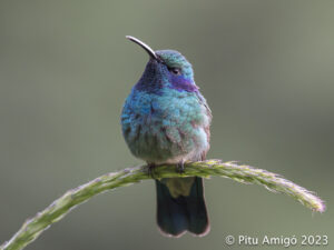 Colibrí verd (Colibri thalassinus). Vall de Dota, Costa Rica. Natura Singular.