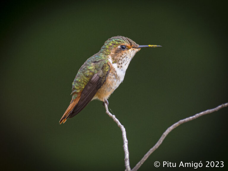 Colibrí llampant (Selasphorus scintilla). Vall de Dota, Costa Rica. Natura Singular.