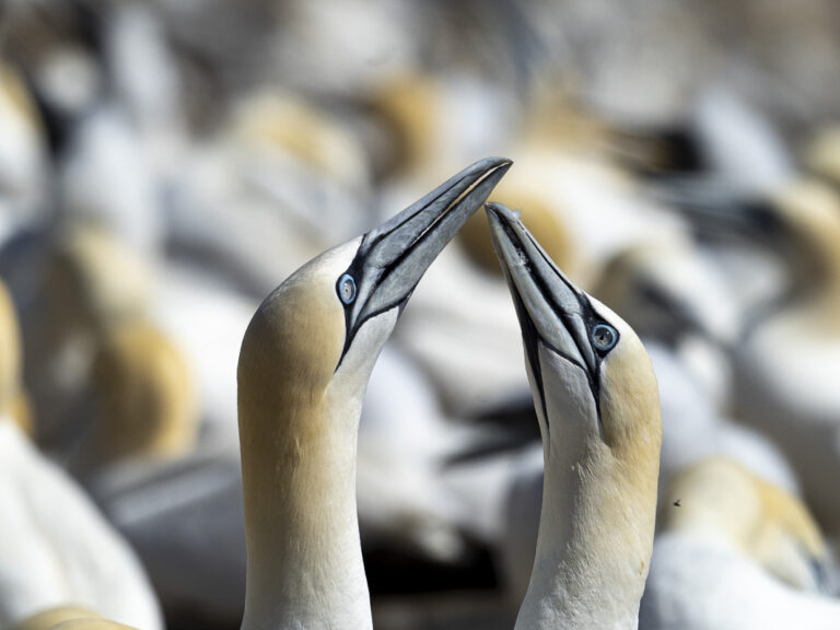 Parella de mascarells (Morus bassanus). Ile bonaventure, Quebec. Natura Singular