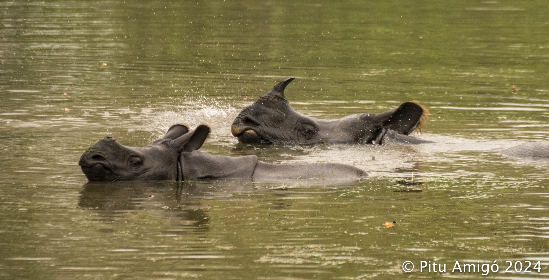 Rinoceront indi (Rhinoceros unicornis). Nepal. Natura Singular