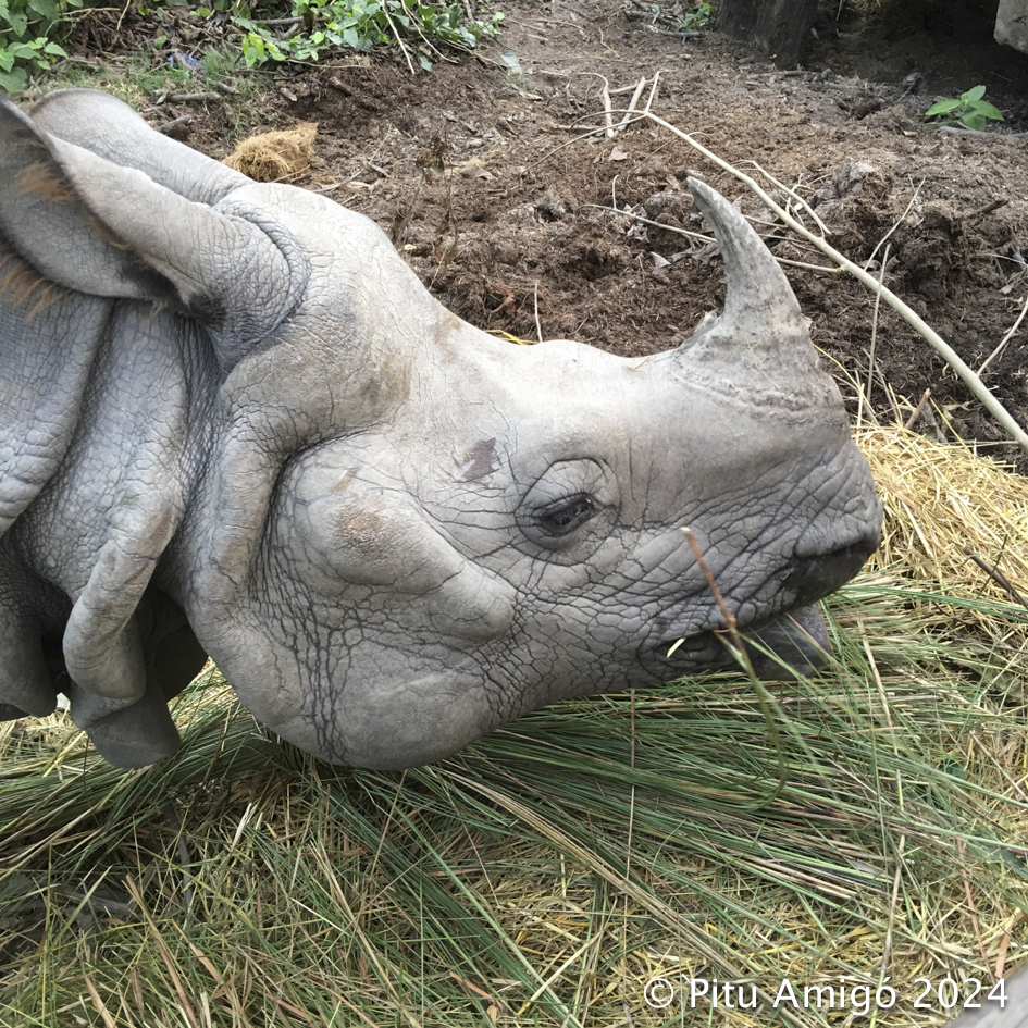 Rinoceront indi (Rhinoceros unicornis). Nepal. Natura Singular