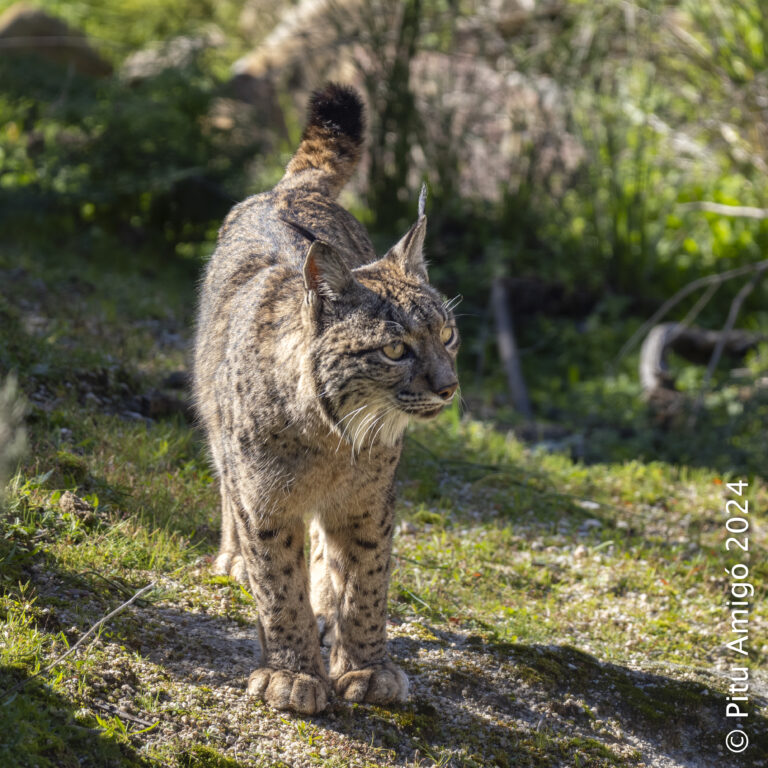 Linx iberic (Lynx pardina). Sierra de Andújar, Jaén. Natura Singular