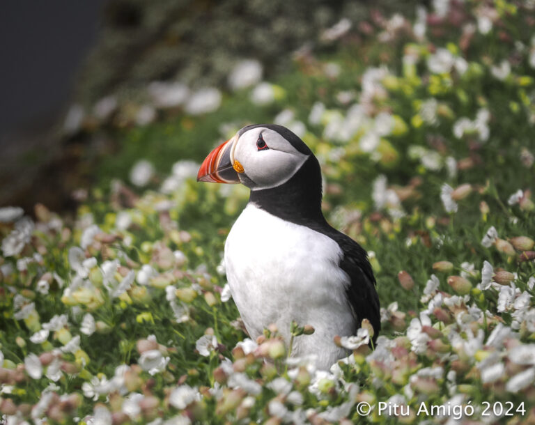 Fraret (Fratercula arctica) a l'illa de May(Escòcia). Natura Singular.