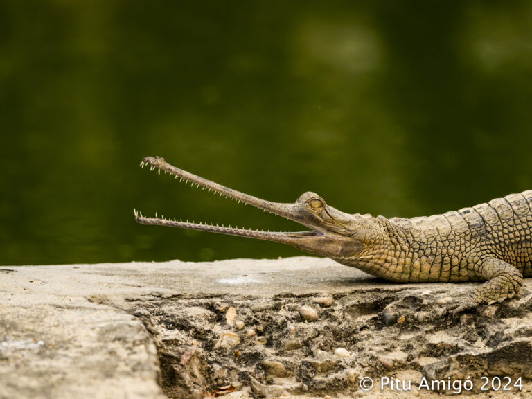 Gavial (Gavialis gangeticus) a Nepal. Natura Singular.