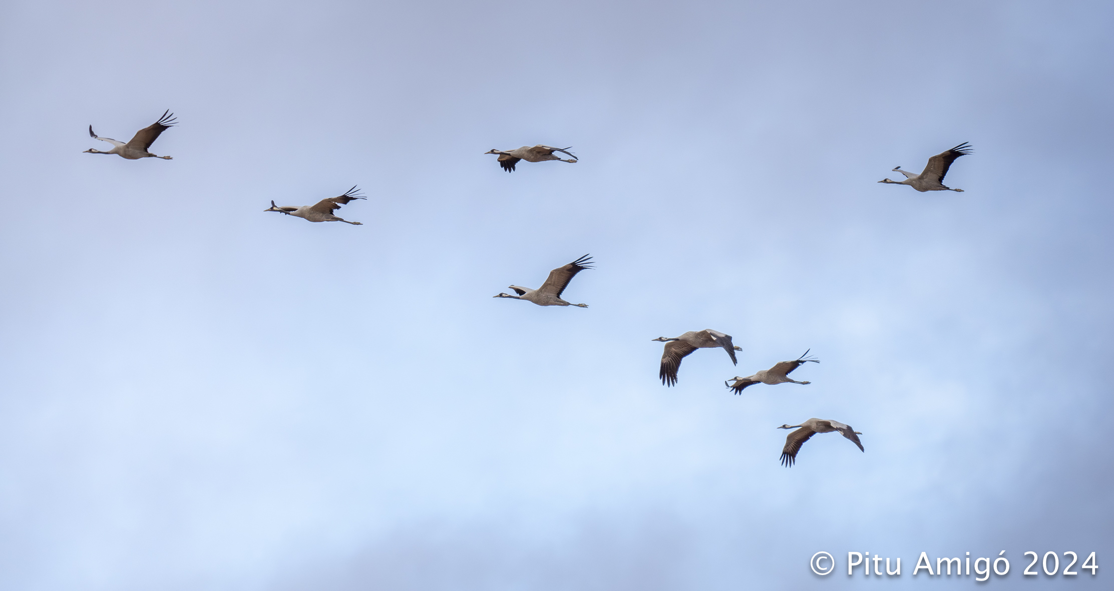 Grues (Grus grus) a Gallocanta. Natura Singular.