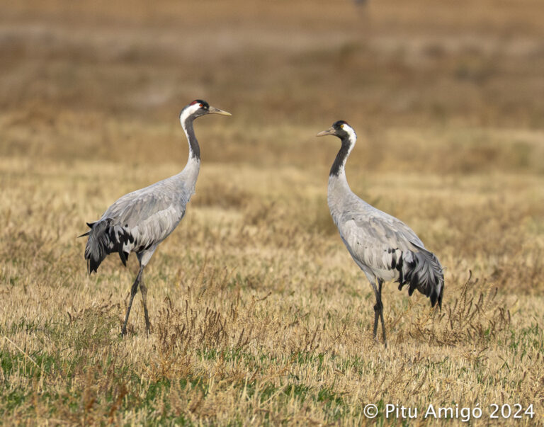 Grues (Grus grus) a Gallocanta. Natura Singular.