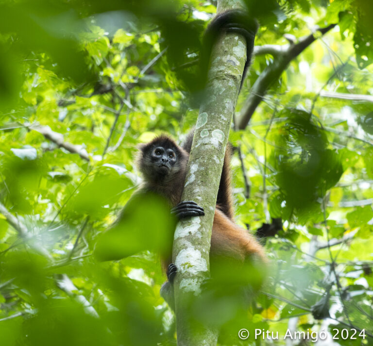 Mona aranya (Ateles geoffroyi). PN de Corcovado (Costa Rica). Natura Singular arreu del Món.