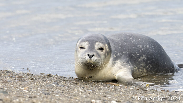 Cadell de foca comuna (Phoca vitullina), PN du Bic, Quebec (Canada). Natura Singular