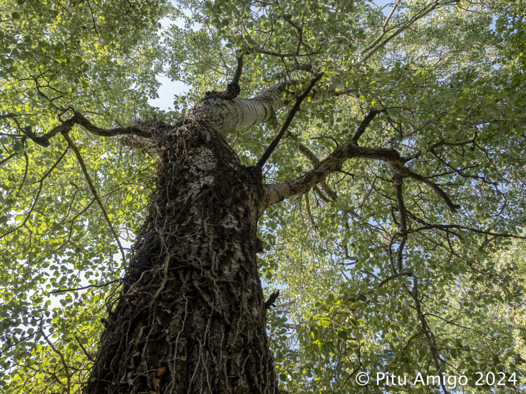 Àlber de la Font dels Màrtirs (Populus alba). Poblet. Arbres Singulars
