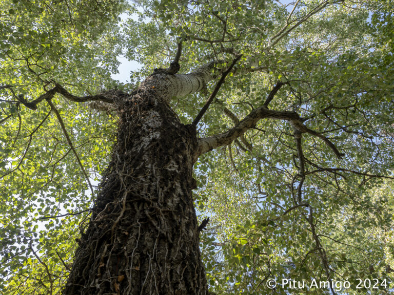 Àlber de la Font dels Màrtirs (Populus alba). Poblet. Arbres Singulars